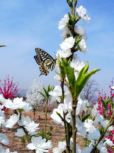 《蝶恋花》