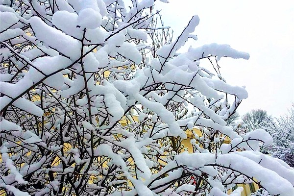 院子里的雪